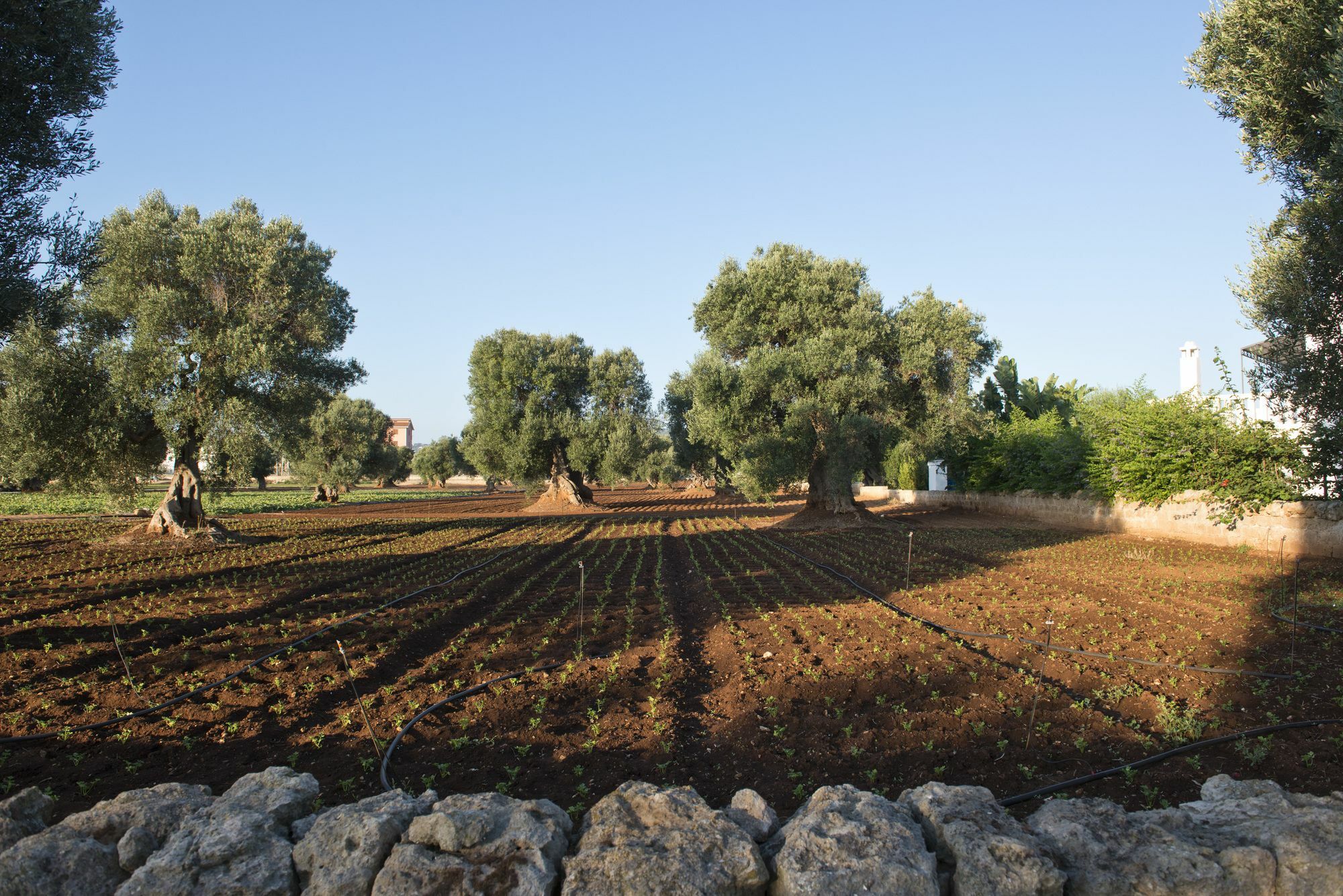 Masseria Don Luigi-Luxury Farmhouse Savelletri Екстер'єр фото